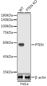 [KO Validated] PTEN Rabbit monoclonal antibody