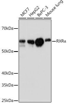 RXRA Alpha Rabbit monoclonal antibody