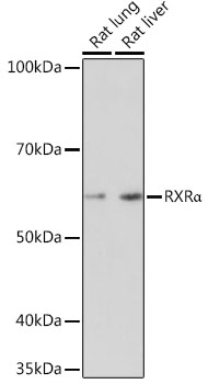 RXRA Alpha Rabbit monoclonal antibody