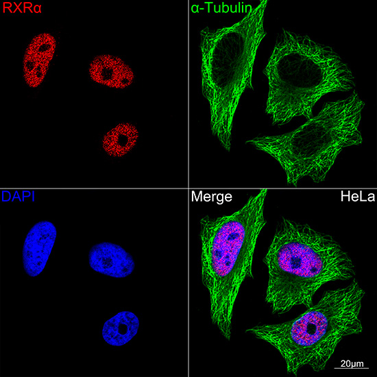RXRA Alpha Rabbit monoclonal antibody