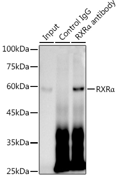 RXRA Alpha Rabbit monoclonal antibody