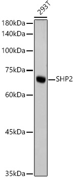 SHP2 Rabbit monoclonal antibody