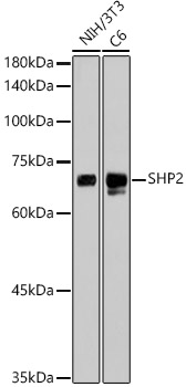 SHP2 Rabbit monoclonal antibody