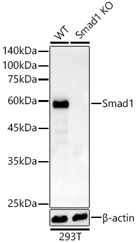 [KO Validated] Smad1 Rabbit monoclonal antibody