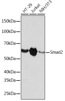 [KD Validated] Smad2 Rabbit monoclonal antibody