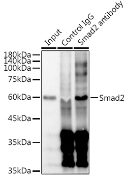 [KD Validated] Smad2 Rabbit monoclonal antibody