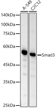 [KO Validated] Smad3 Rabbit monoclonal antibody
