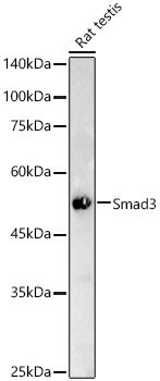 [KO Validated] Smad3 Rabbit monoclonal antibody