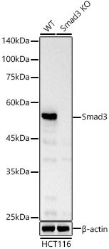 [KO Validated] Smad3 Rabbit monoclonal antibody