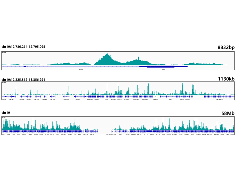[KO Validated] Smad4 Rabbit monoclonal antibody