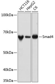 [KO Validated] Smad4 Rabbit monoclonal antibody
