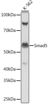 Smad5 Rabbit monoclonal antibody