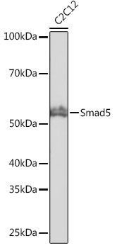 Smad5 Rabbit monoclonal antibody