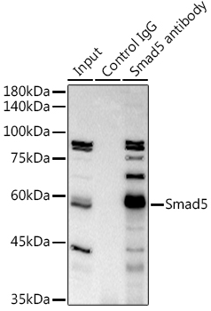 Smad5 Rabbit monoclonal antibody