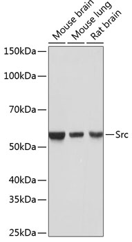 [KO Validated] Src Rabbit monoclonal antibody