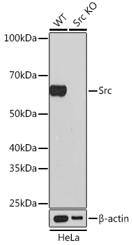 [KO Validated] Src Rabbit monoclonal antibody