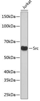 [KO Validated] Src Rabbit monoclonal antibody