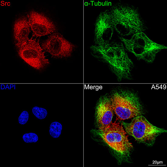 [KO Validated] Src Rabbit monoclonal antibody