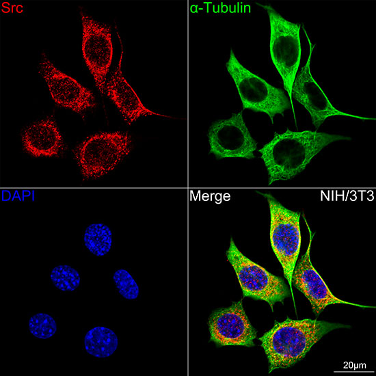 [KO Validated] Src Rabbit monoclonal antibody