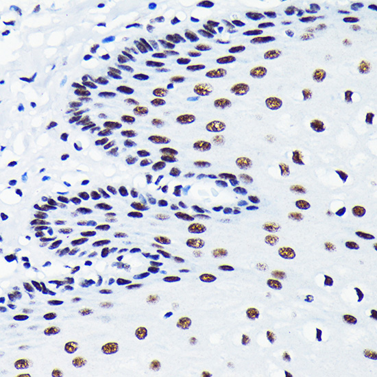TDP-43/TARDBP Rabbit monoclonal antibody