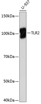 TLR2 Rabbit monoclonal antibody