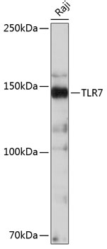 TLR7 Rabbit mAb