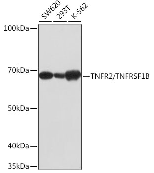 TNFR2/TNFRSF1B Rabbit monoclonal antibody