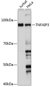 TNFAIP3 Rabbit monoclonal antibody