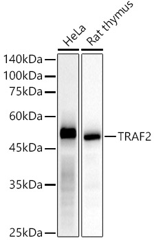 [KD Validated] TRAF2 Rabbit monoclonal antibody
