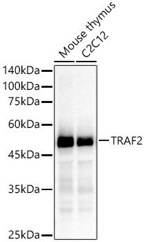 [KD Validated] TRAF2 Rabbit monoclonal antibody