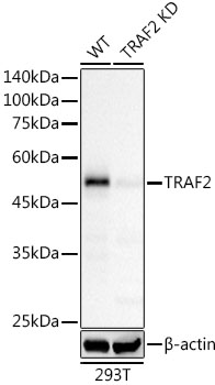 [KD Validated] TRAF2 Rabbit monoclonal antibody