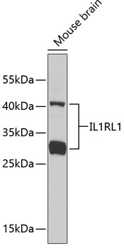 IL1RL1 Rabbit polyclonal antibody