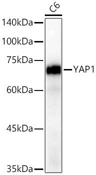 [KO Validated] YAP1 Rabbit monoclonal antibody