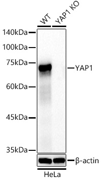 [KO Validated] YAP1 Rabbit monoclonal antibody