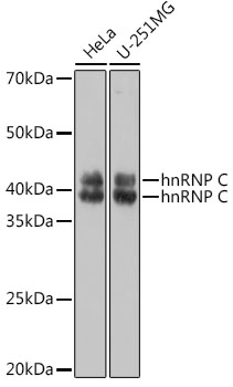 hnRNP C Rabbit polyclonal antibody