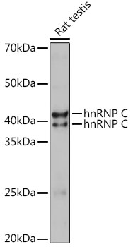 hnRNP C Rabbit polyclonal antibody