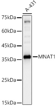 MNAT1 Rabbit polyclonal antibody