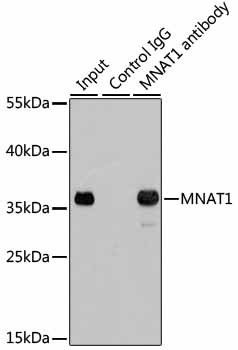 MNAT1 Rabbit polyclonal antibody