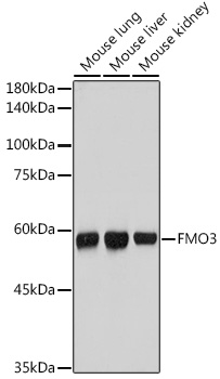 FMO3 Rabbit monoclonal antibody