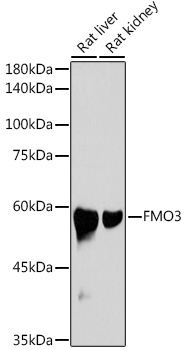 FMO3 Rabbit monoclonal antibody