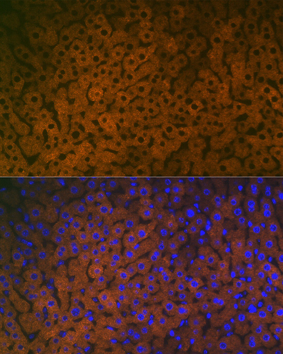 FMO3 Rabbit monoclonal antibody