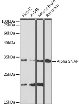 Alpha SNAP Rabbit mAb