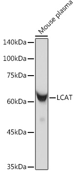 LCAT Rabbit monoclonal antibody