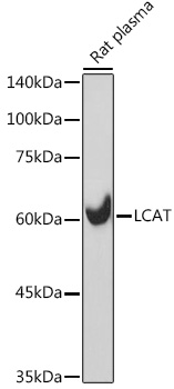 LCAT Rabbit monoclonal antibody