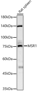 MSR1 Rabbit polyclonal antibody