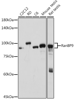 RanBP9 Rabbit monoclonal antibody