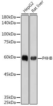 P4HB Rabbit monoclonal antibody