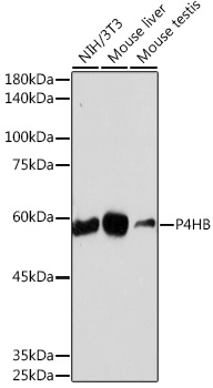 P4HB Rabbit monoclonal antibody