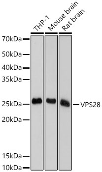 VPS28 Rabbit monoclonal antibody