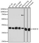 Western blot - VEGF-D Rabbit mAb (A19242)